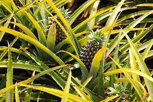 beautiful-pineapple-plant-south-africa-during-daytime.jpg