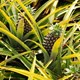 beautiful-pineapple-plant-south-africa-during-daytime.jpg