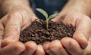 close-up-male-hands-holding-soil-little-plant.jpg