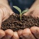 close-up-male-hands-holding-soil-little-plant.jpg