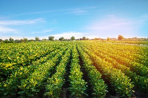 potato-plantations-grow-field-vegetable-rows-farming-agriculture-landscape.jpg