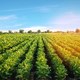 potato-plantations-grow-field-vegetable-rows-farming-agriculture-landscape.jpg