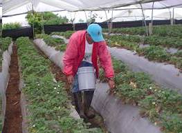 foto de agricutor, Serie Técnica de salud y seguridad en la agricultura
