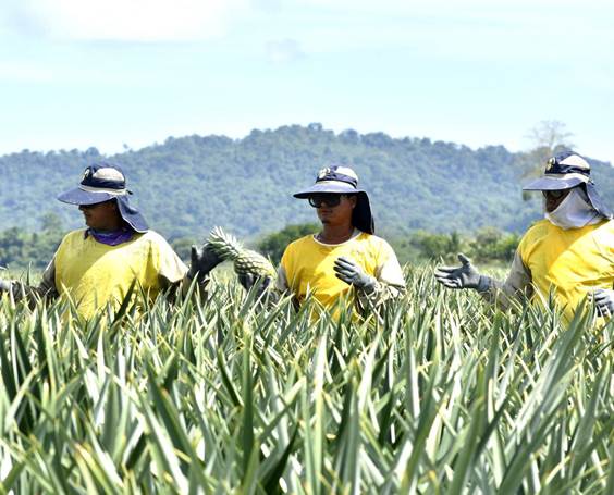 A group of people in a pineapple plantation

AI-generated content may be incorrect.